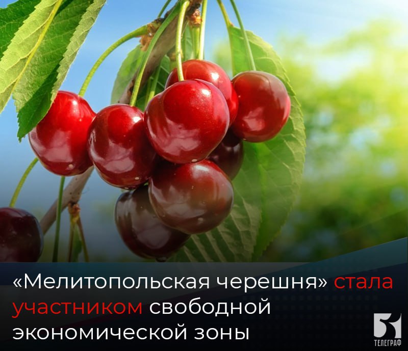 «Мелитопольская черешня» стала участником свободной экономической зоны.  В планах предприятия «Мелитопольская черешня» выйти на лидирующие позиции по производству черешни в Российской Федерации.  «В рамках инвестиционного проекта планируется заложить 50 гектаров черешневых садов, создать новые рабочие места, а общий объем инвестиций составит более 100 млн рублей», - сообщил губернатор Запорожской области Евгений Балицкий.  Информацию по вопросам получения статуса участника СЭЗ на территории Запорожской области можно узнать по телефону горячей линии Министерства экономического развития Запорожской области: +7  990  240-24-15.    ЗАПОРОЖСКИЙ ТЕЛЕГРАФ