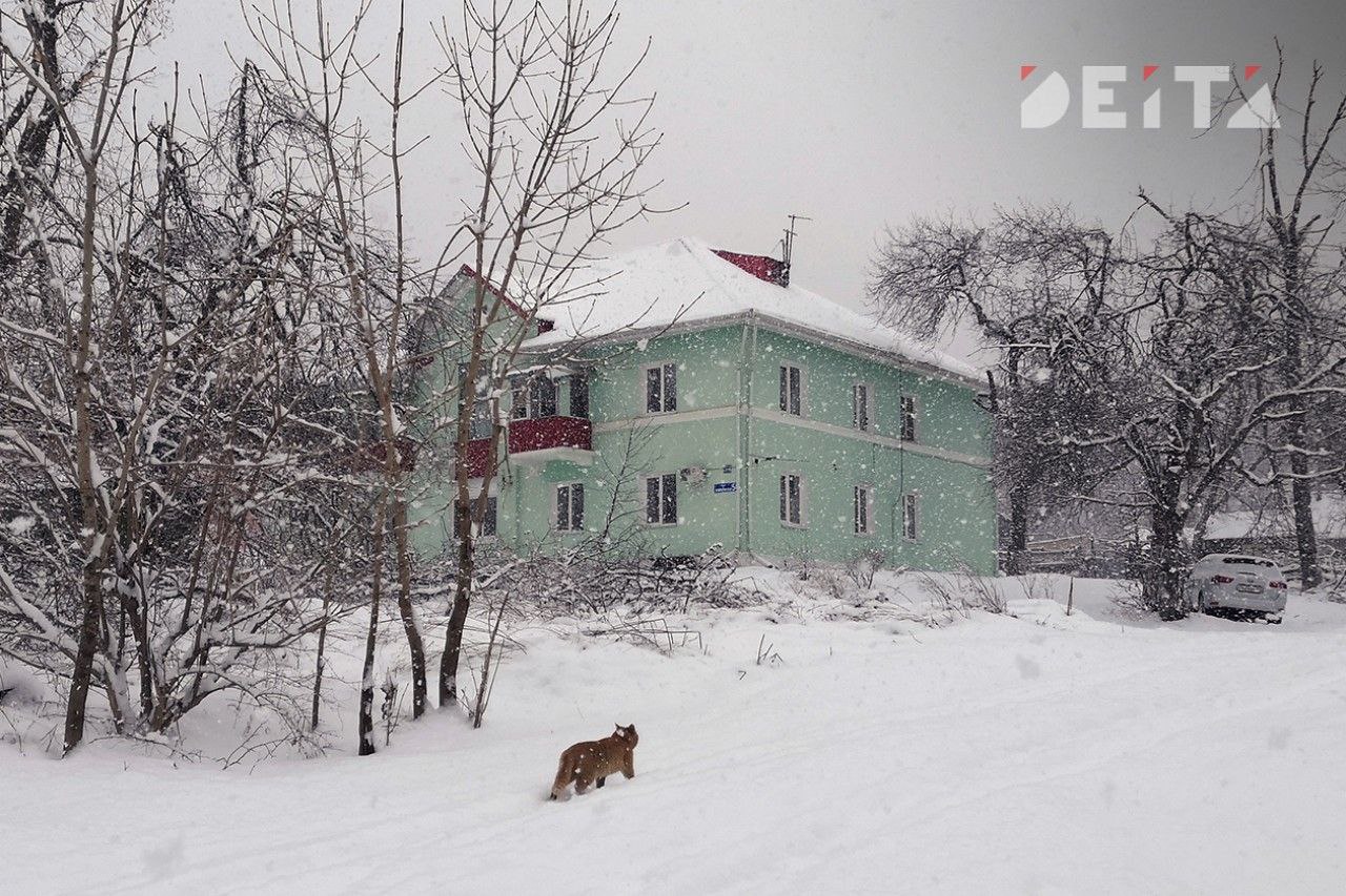 Главу управления дорог Владивостока оштрафовали на 100 тысяч рублей за плохую уборку снега Прокуратура Приморья привлекла к ответственности начальника управления дорог городской администрации Дмитрия Долгого за бездействие при ликвидации последствий снегопадов в январе 2026 года Проверкой установлено что мэрия не приняла исчерпывающих мер по очистке дорожного полотна и борьбе с наледью что создавало угрозу безопасности движения во всех районах города Прокурор края Сергей Столяров возбудил в отношении чиновника пять административных дел по статье 12 34 КоАП РФ по одному на каждый район Владивостока По результатам рассмотрения материалов суд признал должностное лицо виновным и назначил штрафы на общую сумму 100 тысяч рублей Ранее аналогичное наказание понесло должностное лицо администрации Яковлевского района за схожие нарушения при содержании дорог в зимний период Вопросы качества очистки улиц от снега остаются на постоянном контроле надзорного ведомства Deitaru