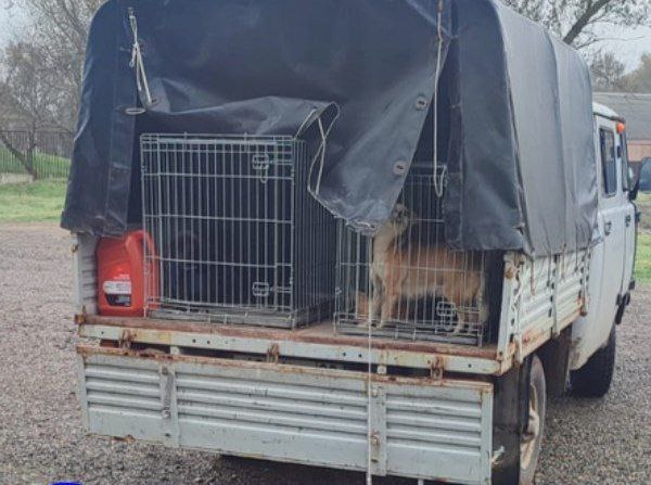 В Яшалтинском районе отловили бродячих собак Специалисты Республиканской станции по борьбе с болезнями животных работали на территории сел Яшалта и Березовское Все отловленные животные будут помещены в Пункт временного содержания животных в Элисте где будут вакцинированы пробиркованы и стерилизованы Если отловленные собаки не найдут новых хозяев за время нахождения в Пункте по истечению месяца все они будут выпушены обратно в места отлова Жители республики могут приютить собак которые на данный момент находятся в Пункте временного содержания животных У вас есть новость которой вы хотите поделиться Расскажите нам Stepnyevesti bot Подписаться на stepnyevesti