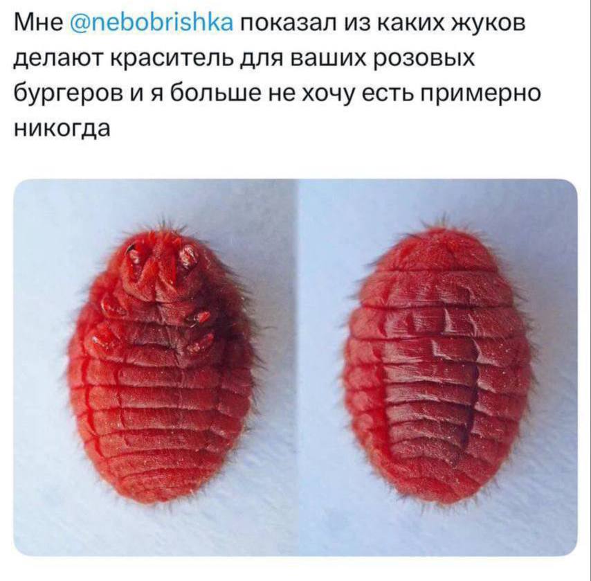 Жуков для приготовления красителя розовых бургеров из «Вкусно — и точка» показали в сети На фото — самки кошенильных червецов, которых разводят на кактусах. Добавку используют массово: в красной помаде, M&M’s, конфетах, клубничных йогуртах, леденцах, колбасах, некоторых ликёрах и глазури для выпечки.