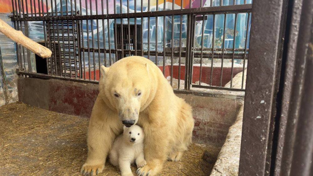 ‍  В зоопарке рассказали, когда родившаяся медведица может покинуть Пермь. Белая медведица пробудет в зоопарке с мамой до двух лет.   Позже — либо партнера привезут в Пермь, либо медведица отправится в другой зоопарк.    Подписаться   Прислать новость