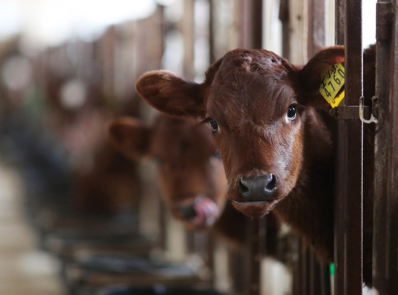 В Крым направят деньги на развитие геномной селекции племенных животных Всего до конца года более 30 регионов получат 264 5 миллиона рублей на возмещение части затрат по геномной селекции Об этом сообщили в правительстве России Это будет способствовать укреплению продовольственной безопасности страны 0 Подписаться на РИА Новости Крым в Telegram MAX VK