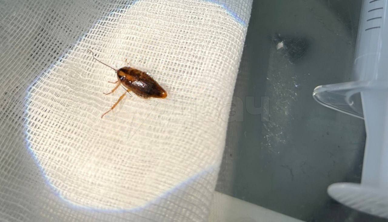 Таракан заполз спящей женщине в ухо — насекомое начало шевелиться прямо внутри Жительница Нижнего Новгорода проснулась от жуткой боли и сразу отправилась в больницу. Всё это время она ощущала шевеление таракана в ухе. Врачи достали усатого при помощи щипцов. По словам медиков, тараканов неудобно доставать: они не умеют ползать назад и очень хрупкие.