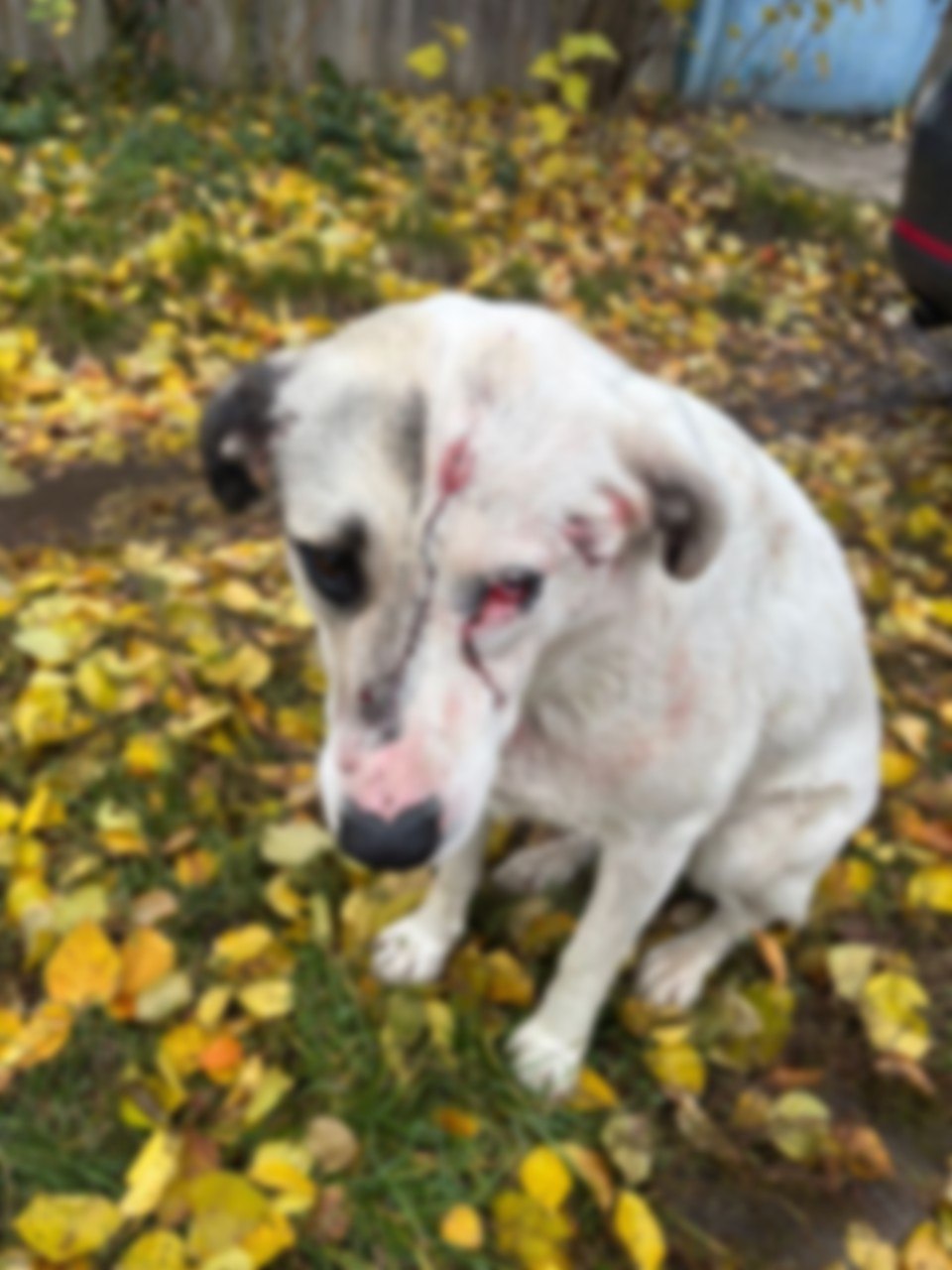 В Семилукском районе мужчина расстрелял собак Во вторник 28 октября в лесу между поселком Орлов Лог и СНТ Изыскатель мужчина принялся стрелять в прохожих Под удар попали женщина и две собаки Одно животное получило ранение в бок второму дробь попала в голову прострелен глаз Очевидцы отвезли собаку в ветеринарную клинику Написано заявление в полицию Проводится проверка По словам местных жителей собаки стерилизованы и безобидны никогда не проявляли агрессию Подписывайтесь на канал РИА Воронеж в Max