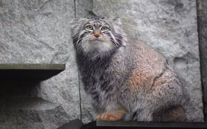 Слово зажировка внесли в словарь русского языка Новое слово вошло в словарь благодаря манулу Тимофею Манул или палласов кот один из любимцев гостей зоопарка К началу декабря он достиг 6 5 килограммов что является важным этапом в жизненном цикле манула сообщили ТАСС в пресс службе Московского зоопарка Изначально слово использовалось зоологами и киперами Московского зоопарка в рабочих беседах Из постов и пресс релизов зоопарка слово перекочевало в лексику журналистов и блогеров а оттуда в активный словарь горожан интересующихся жизнью питомцев зоопарка добавили в пресс службе Фото Московского зоопарка Кто уже начал зажировку Мы в MAX Мы в TG Прислать новость