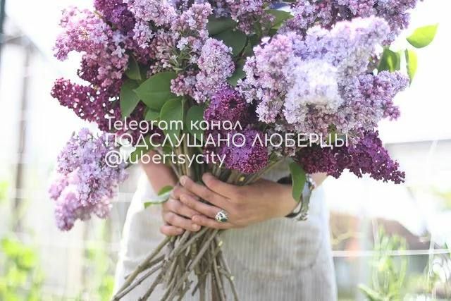  За срыв сирени россиян могут оштрафовать на сумму от 80 до 500 тысяч рублей С каждым оборванным побегом куст теряет будущие цветы, предупреждают ботаники. Подслушано Люберцы