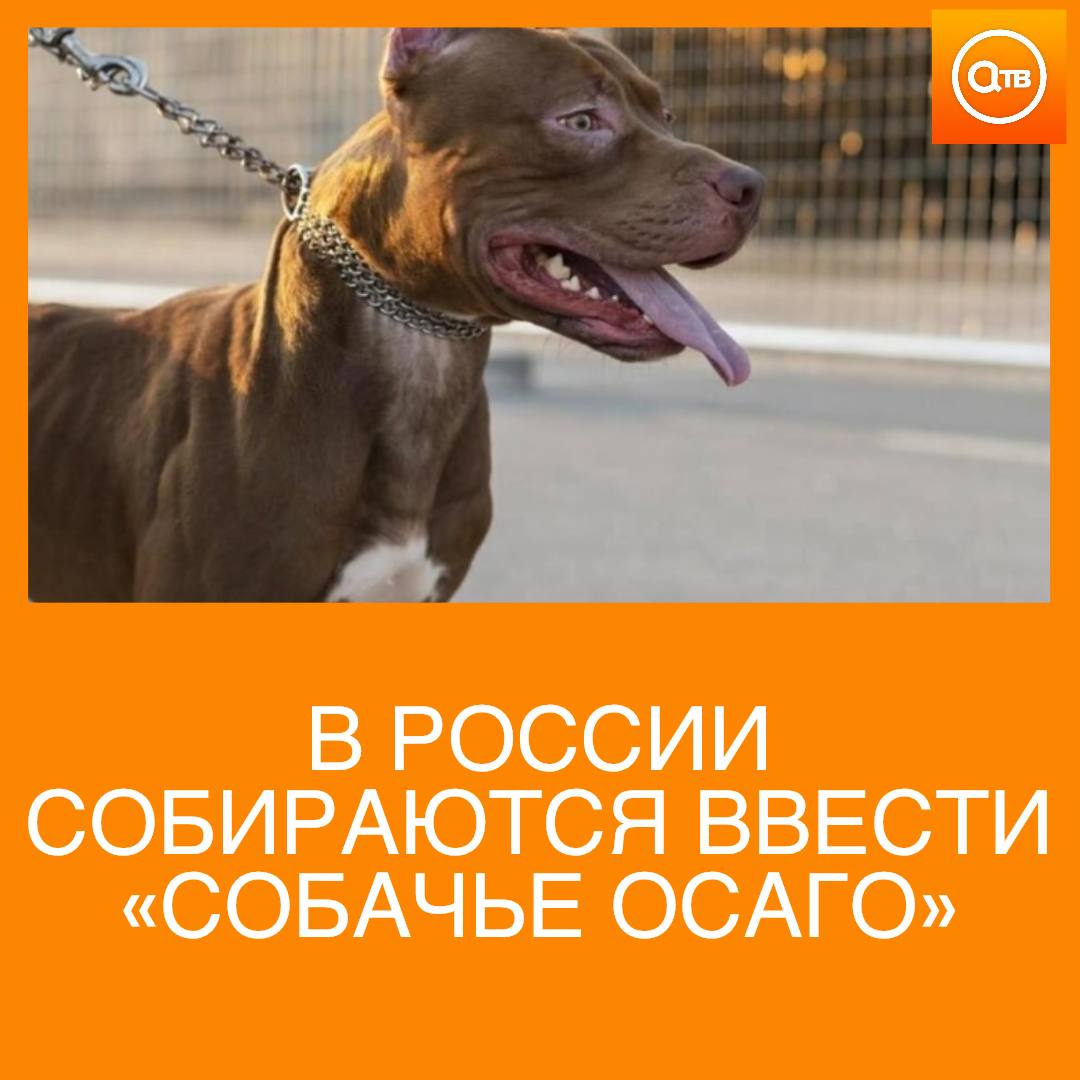 Ввести обязательную страховку для владельцев потенциально опасных собак хотят в России Если животное нападет на человека то пострадавшему будет положена компенсация до одного миллиона рублей заявили в Госдуме В случае если пес испортил имущество выплата до 200 тысяч рублей Зачастую владельцы агрессивных псов своей вины не признают и пострадавшему потом сложно доказать факт нападения а уж получить материальную компенсацию на лечение или восстановление тем более отметил в разговоре с Известиями депутат Дмитрий Новиков