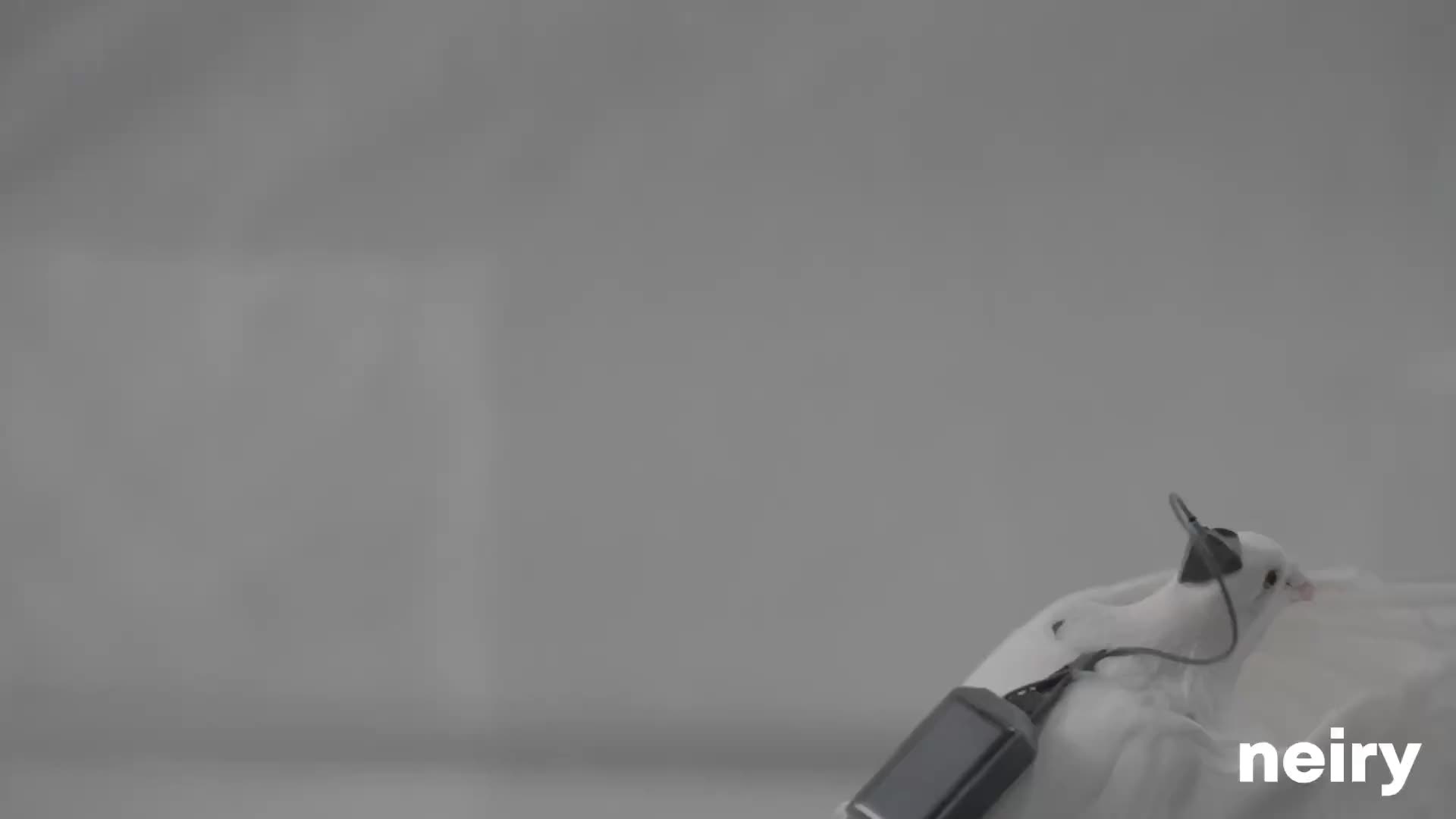 В России успешно испытали чипированных голубей-дронов для мониторинга