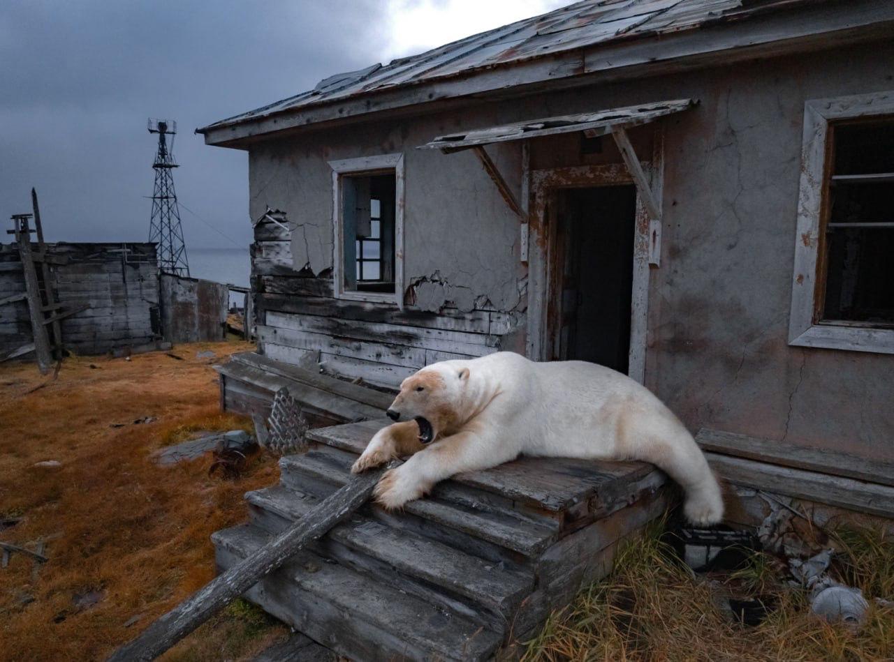 Снимок Вадима Махорова из России сделанный на Чукотке попал в подборку Guardian На нём белый медведь на заброшенной станции которую около 20 сородичей превратили в своё логово Спутник FM Уфимская Волна