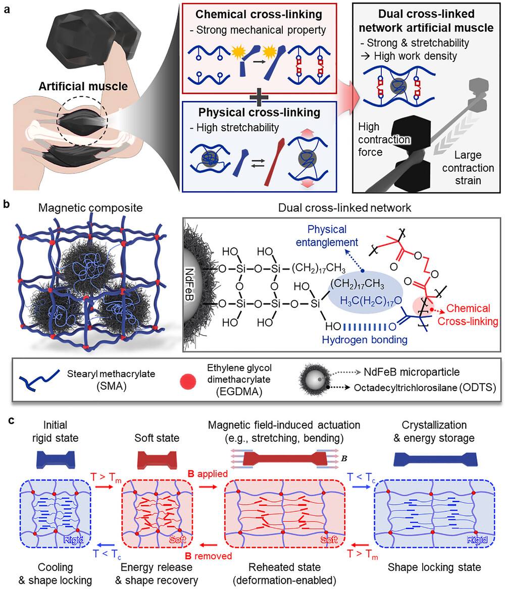 Команда UNIST в Южной Корее разработала новый тип искусственных мышц способных поднимать вес в 4000 раз превышающий их собственный Он не только очень гибкий выдерживает нагрузку 86 что более чем в два раза превышает нагрузку на человеческую мышцу но и невероятно прочен его плотность энергии в 30 раз выше чем у биологической ткани Эта мышца сделана из магнитного композитного материала который сочетает в себе прочность химических связей с гибкостью обратимых физических сетей Его жесткость можно регулировать с помощью магнитных полей что позволяет ему сокращаться и расслабляться как настоящим мышцам Традиционные роботы используют двигатели или гидравлику зачастую жесткие неэффективные и неестественные в движении Более того мышца может автоматически регулировать свою жесткость становясь сильной и упругой когда необходимо усилие мягкой и гибкой при взаимодействии с людьми