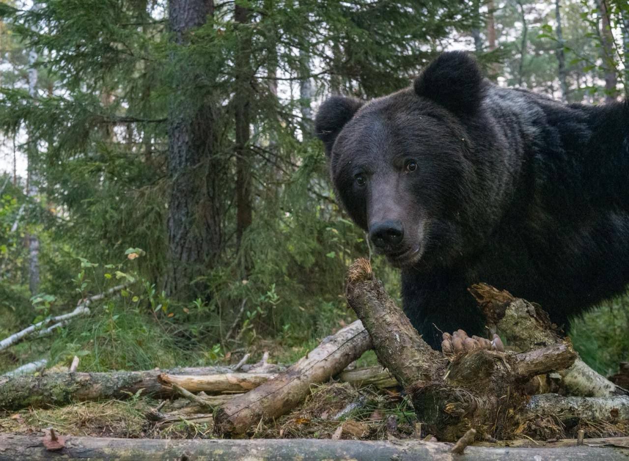Фотоловушки в Дмитровском и Талдомском округах зафиксировали двух крупных медведей Хищники появились на лесных опушках включая территорию возле заказника Журавлиная родина mosreg поток