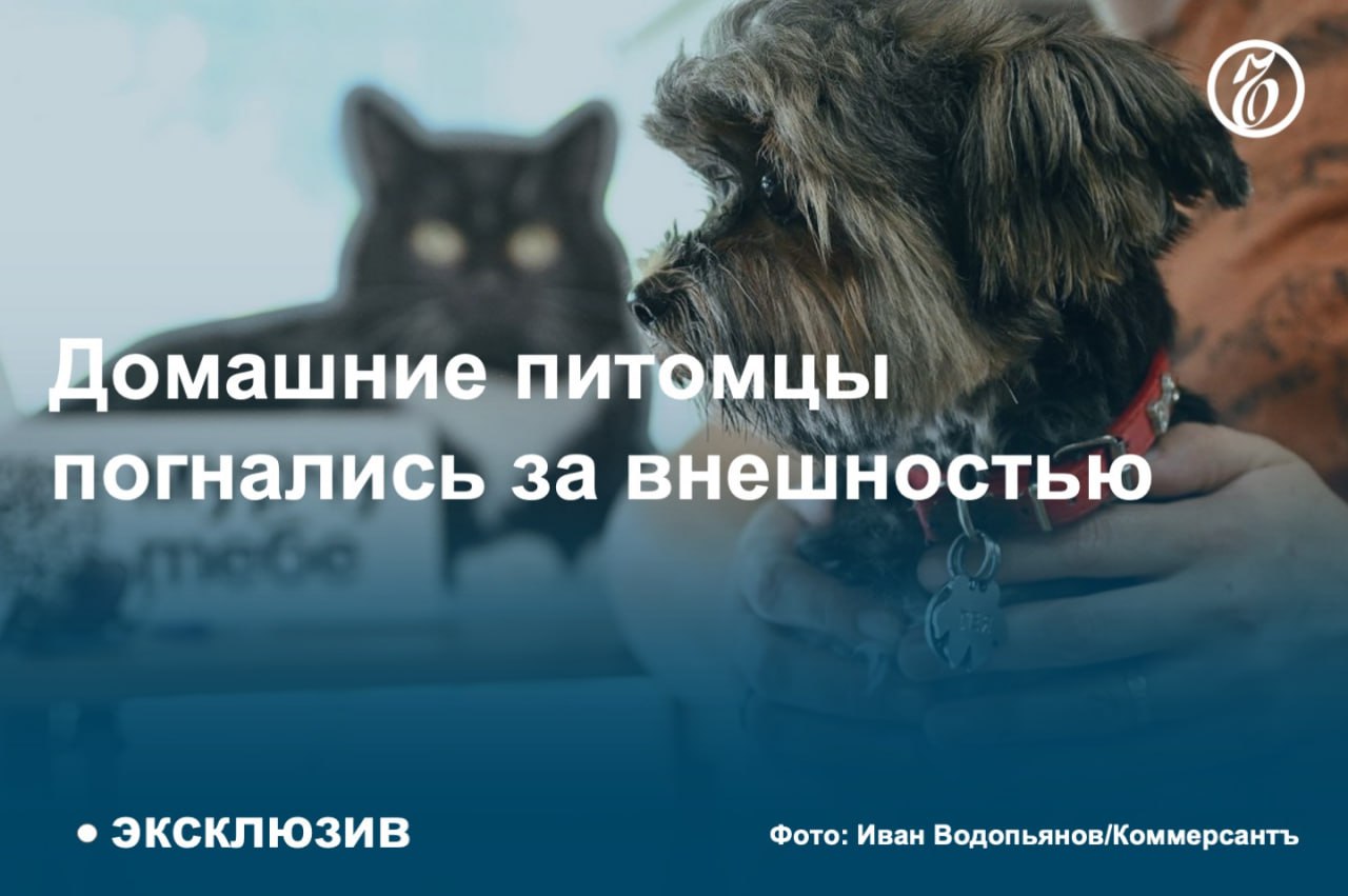 Россияне стали заводить больше домашних животных, что привело к увеличению количества груминг-салонов: к середине осени 2024 года число таких заведений увеличилось на 15% год к году, за пять лет их количество удвоилось.   Однако темп роста выручки таких салонов в снижается из-за возрастающей конкуренции, отмечают эксперты.   #Ъузнал