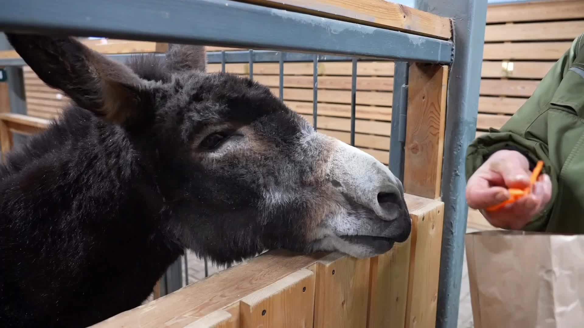 Ослик Жорик, помощник военнослужащих, поселился в детском зоопарке Москвы