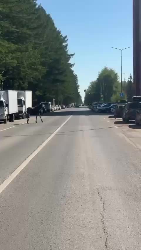 В Уфе зафиксировано появление лосей в городском парке