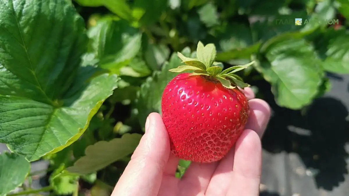 Садовую землянику в ОАЭ будут выращивать на саратовских удобрениях Компания ГринДар которая занимается разработкой технологий переработки органических отходов наращивает экспорт экологически чистых удобрений с помощью господдержки Подробнее читайте