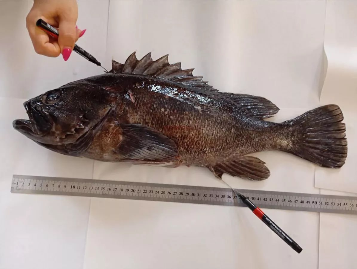 Корейский окунь становится обычным видом для Западного Крыма и все чаще попадается рыбакам Об этом РИА Новости Крым рассказал младший научный сотрудник отдела ихтиологии Института биологии южных морей Игорь Тамойкин Этот морской хищник случайно попавший в Черное море с Дальнего Востока может набирать более килограмма на местной кормовой базе Недавно в институт для исследований попал окунь массой более 2 5 килограммов Так что можно утверждать о продолжении активного освоения нашего моря тихоокеанским пришельцем поделился Тамойкин К тому же эта рыба очень вкусная так считают японские корейский китайские и многие российские рыбаки Эксперт не исключил возможности ее появления на прилавках магазинов если рост численности будет продолжаться существующими темпами Однако есть и негативный момент вселение этой активной и прожорливый рыбы чревато сокращением численности некоторых видов Черного моря Причем это касается не только возможных конкурентов за объекты питания но и самих объектов питания Подробнее рассказали в нашем материале 7  8  9   0   Подписаться на РИА Новости Крым в Telegram MAX VK