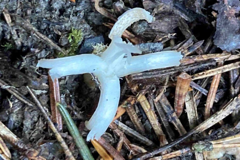 Странные пальцы феи в Челябинской области обнаружили вермишелевидные грибы В нацпарке Таганай в Челябинской области обнаружили грибы которых прежде никогда не видели в этой местности В лесу выросла клавария хрупкая Этот странный с виду гриб еще называют рогатиком вермишелевидным белым кораллом и пальцами феи Несмотря на непривычный вид клавария съедобна Правда грибников она вряд ли способна порадовать Во первых пальцы феи крошечные а во вторых гриб совсем безвкусный   Подписаться на chelkp