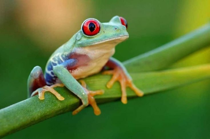 Лягушки vs рак Учёные обнаружили в кишечнике японской древесной лягушки бактерию Ewingella americana которая уничтожает почти все виды онкологии и обучает иммунитет предотвращать рецидивы На мышах 100 успех опухоли не возвращались Испытания на людях готовятся Звучит как заголовок из будущего Но есть нюансы 1 Мыши не совсем люди хотя некоторых от грызунов отличает только прописка Если бы всё что лечит рак у мышей работало у человека онкология закончилась бы лет 30 назад 2 Речь идёт не о чудо бактерии а о иммунном механизме организм учат распознавать опухоль как врага Это логичное направление но до лекарства годы клинических испытаний побочек и разочарований Важно другое Лечение будущего ищут не в магии телеканала ТНТ и заговорах а в микробиологии и иммунологии А иногда в кишечнике лягушки Ибо природа умнее человека