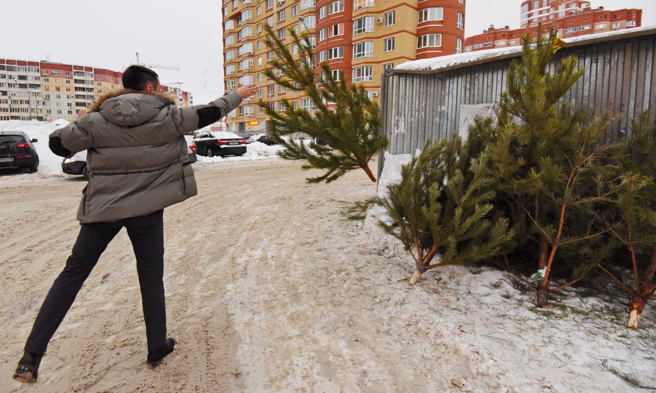 Можно сломать мусоровоз или получить штраф как правильно выбросить елку на мусорку После Нового года и Рождества жители Челябинска начинают прощаться с осыпающимися зелеными красавицами Но даже отнести елку на мусорную площадку нужно правильно Их нельзя выбрасывать в мусорные баки Одно дерево может вывести из строя целый мусоровоз ведь ему не под силу спрессовать ствол рассказали в пресс службе администрации Челябинска В ведомстве напомнили что ели и сосны это не бытовой а крупногабаритный мусор Поэтому вывозят их по особым правилам Поэтому елки советуют поставить рядом с мусорными баками Тогда коммунальщики заберут их отдельно и увезут на переработку или утилизацию За неправильно выброшенную елку предусмотрена административная ответственность для граждан штраф от 2 до 3 тысяч рублей для юридических лиц от 100 до 250 тысяч рублей добавили в пресс службе администрации Челябинска