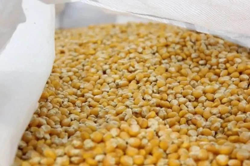 В Ставропольском крае завершена уборка зерновых и зернобобовых культур Губернатор Владимир Владимиров рассказал об итогах уборки Урожай края составил 10 6 миллиона тонн Этот показатель является рекордным для региона Последняя культура которую убирали ставропольские аграрии в этом году кукуруза Под нее как и в прошлом году было отведено более 124 тысяч гектаров В этом году валовой сбор составил свыше 493 тысяч тонн Это на 11 5 выше уровня прошлого года Урожайность тоже выросла и достигла 39 7 центнера с гектара ГТРК Ставрополье Читайте нас в MAX