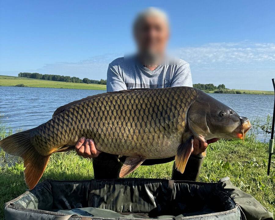 Кузбассовец поймал огромную «водяную свинью» весом 19,7 кг Так называют большого карпа. По некоторым данным, рыбу мужчина отпустил потом обратно в воду. Вести-Кузбасс