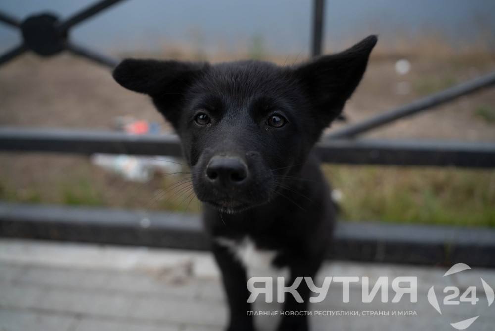 Создать фотобанк пропавших домашних животных на «Госуслугах» предложили в Госдуме Депутаты Госдумы Владислав Даванков и Ярослав Самылин обратились к министру цифрового развития Максуту Шадаеву с инициативой создать на «Госуслугах» единый федеральный фотобанк потерявшихся домашних животных. Подробнее читайте по ссылке Фото: Ольга Окоемова / «Якутия 24»