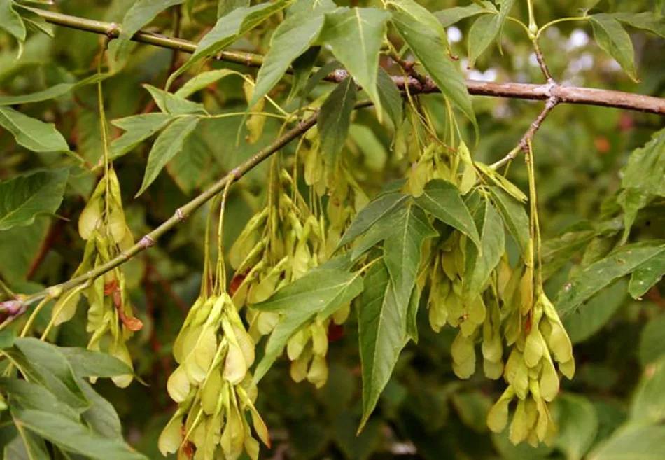 В Москве десятилетняя программа против инвазивных растений под пилу пойдёт весь клён ясенелистный Столичный департамент природопользования объявил план в ближайшие 10 лет из Москвы постепенно удалят все ясенелистные клёны Всего к полному удалению 7 видов включая борщевик Сосновского а ещё 25 видов возьмут под контроль численности Для шести самых агрессивных растений отдельная цель избавиться от них за 3 года поскольку они провоцируют сезонные аллергии и респираторные проблемы Почему именно клён ясенелистный По данным департамента это сверхживучий вид с хрупкой древесиной при анализе падений деревьев в ледяные дожди и штормы в 85 случаев ломались именно они Отсюда курс не на точечную косметику а на полное замещение в разумные сроки Важно чем заменять Заведующий дендрарием Ботсада МГУ Григорий Бойко рекомендует ясень вяз и другие виды клёна татарский или остролистный подчёркивает необходимость продуманного подбора и последующего ухода за посадками Параллельно эксперты напоминают тополя не инвазивный вид для нашей полосы избавляться от них точно не стоит Что дальше для районов требовать прозрачных планов замещения по кварталам контролировать сроки и качество посадок полив уход использовать канал обратной связи город обещает реагировать на сигналы жителей и даже подключать космическое и беспилотное зондирование для мониторинга очагов вао деревья москва ВАО эффект Подписаться Прислать новость