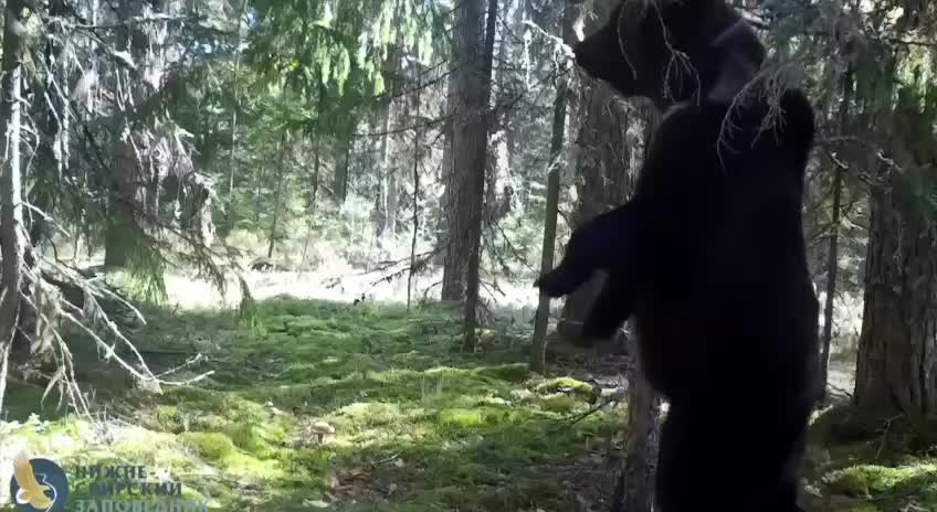 Медведь из Нижне Свирского заповедника удивил танцем у чесального дерева