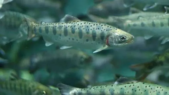 При строительстве обхода Адлера в реку Мзымта выпустят 20 тысяч мальков черноморского лосося Автодор планирует зарыбление верховьев реки для компенсации воздействия на экологию Кумжа редкий эндемичный вид возвращающийся на нерест в места своего рождения Ранее при строительстве трассы М 12 и в рамках других проектов компания выпустила миллионы мальков в том числе более 1 5 миллиона в Кубань