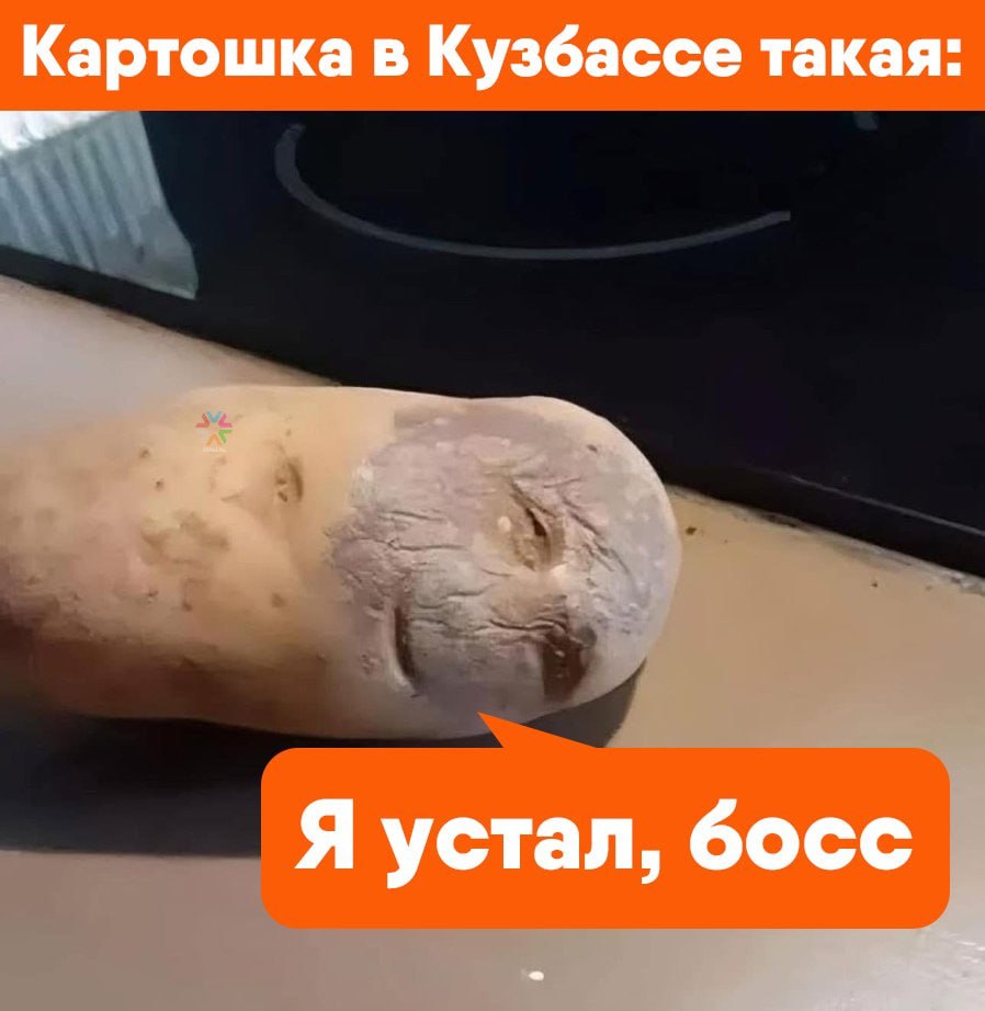 Больше половины посевного картофеля в Кузбассе оказалось заражено вирусами  В Кемеровской области свыше 50% семенного картофеля поражено вирусными инфекциями. Об этом проинформировали ТАСС со ссылкой на Марию Пыхтину, руководителя лаборатории ФИЦ ФТМ.  Для сравнения, в Новосибирской области уровень зараженности картофеля достигает почти 99%.  Как уточнила эксперт, наиболее распространенным является PVY-вирус, вызывающий мозаичность и некроз на клубнях, что приводит к существенному снижению урожайности.  В настоящее время, по словам Пыхтиной, ученые получили многообещающие поликлональные антитела к PVY-вирусу, которые применяются для выявления фитопатогенных вирусов. Кроме того, планируется создание тест-системы, позволяющей выявлять инфекцию на ранних стадиях развития.  Напомним, весной 2025 года в России наблюдался дефицит картофеля, спровоцировавший рост цен в ряде регионов.