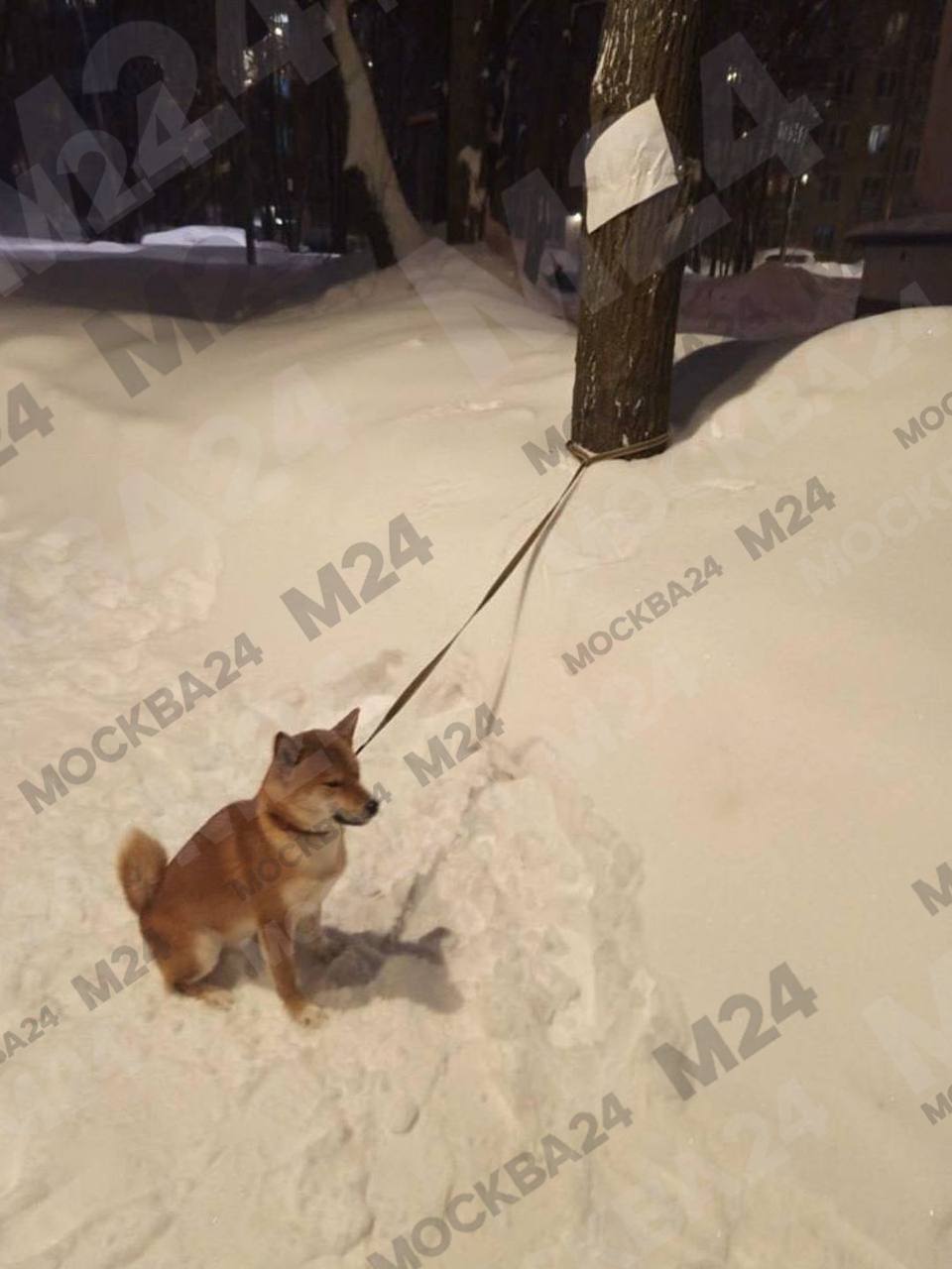 Подросток привязал собаку к дереву и оставил на морозе на улице Гарибальди в Москве Сколько времени пёс провёл на холоде неизвестно Неравнодушные прохожие подключились к спасению и быстро нашли горе хозяина неподалёку Оказалось подросток хотел так проучить питомца за непослушание Ему объяснили что такие методы жестокое обращение за которое полагается штраф до 80 тысяч рублей Фото и информация Москва 24