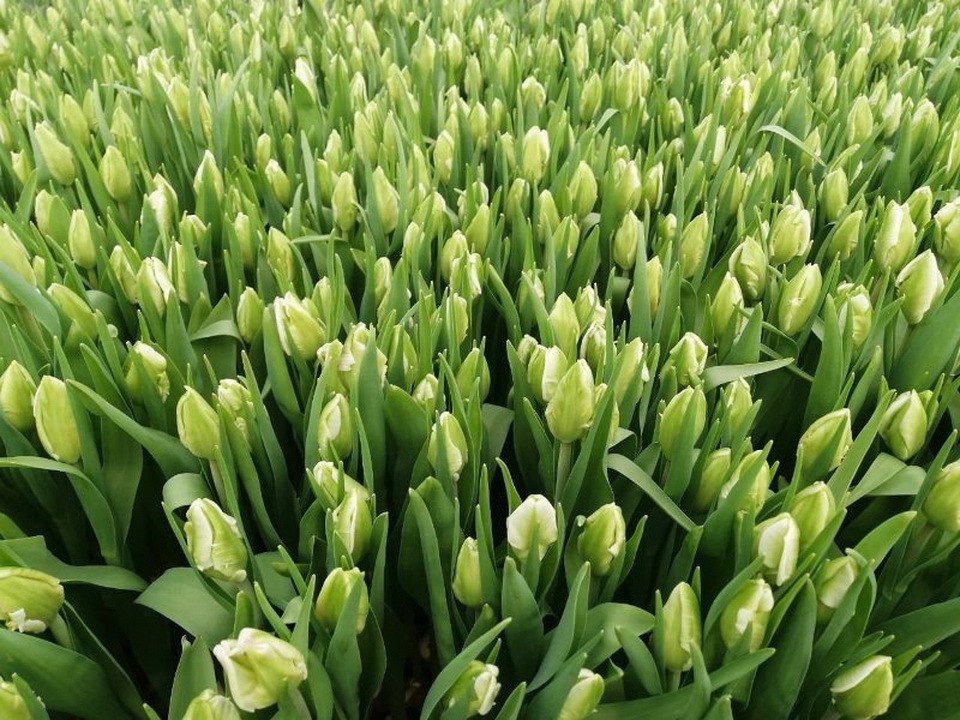 Калужская область экспортировала более 4 8 миллиона цветов Из Калужской области в прошлом году было вывезено более 12 миллионов цветов 4 8 миллиона из них было отправлено на экспорт Как сообщили в Россельхознадзоре импортером была Белоруссия 7 продукции поставленной цветоводами Калужской области в эту страну составили горшечные растения гиацинты крокусы нарциссы и тюльпаны Остальное это срезанные розы и тюльпаны Основными российскими регионами получателями калужской цветочной продукции продолжают оставаться Москва и Московская область Петербург и Ленинградская область а также Вологодская Воронежская Нижегородская Курская Омская Ростовская и Самарская области Большая часть продукции поставлявшейся в эти и другие российские регионы это также свежесрезанные цветы Но их ассортимент шире Помимо роз и тюльпанов туда поставлялись каллы гермини гвоздики и ирисы