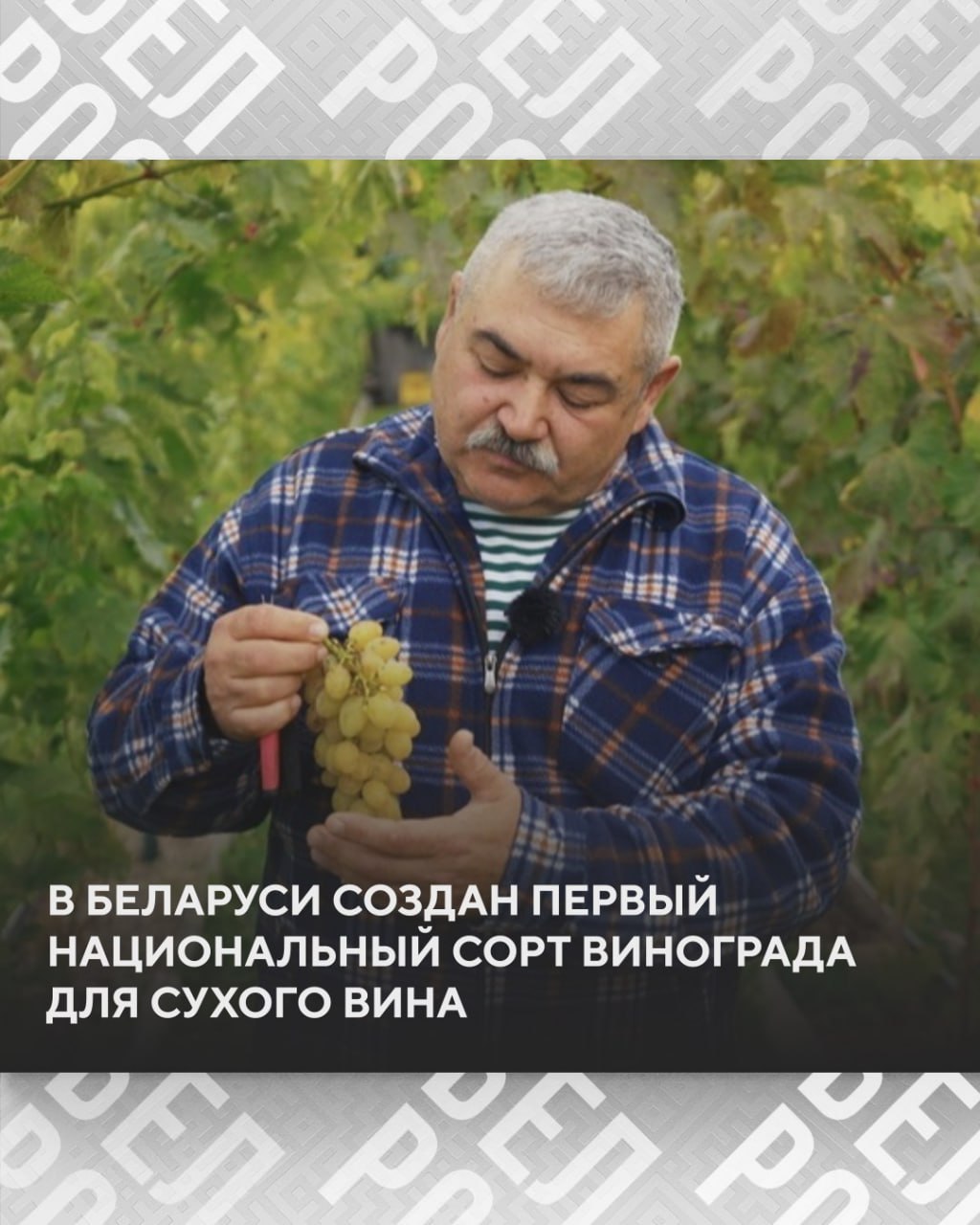 Белорусские учёные создали собственный сорт винограда для сухого вина В Институте плодоводства НАН Беларуси этот виноград получил рабочее название "Ларец". Разработчики отмечают, что даже в непростых погодных условиях этого лета нагрузка на куст составляет порядка 2-3 кг на растение.
