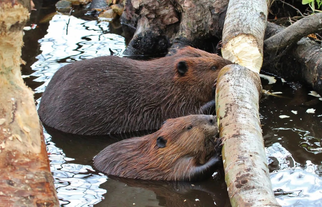 В Швейцарии создали телефонную горячую линию для жалоб на бобров The Guardian На телефонной линии сидят экологи которые дают советы местным жителям оценивают ущерб и рассматривают возможность компенсации Также сотрудники call центра оказывают психологическую поддержку разгневанным соседством с бобрами В стране бум численности бобров в 2008 году в стране насчитывалось 1 6 тысячи особей в 2022 4 9 тысяч Стремительный рост числа бобров приносит местным жителям неудобства Проблемы от бытовых например разгрызли дерево во дворе до инфраструктурных из за построенных платин разрушаются дороги 1 млн франков 98 млн рублей ежегодно тратит Швейцария на покрытие ущерба и борьбу с бобрами Лайф if market news