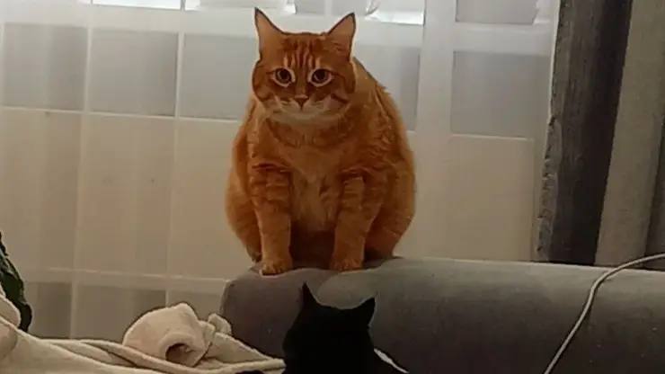 Регистрация необходима Домашних животных может ждать обязательное чипирование и учет Госдума поддержала законопроект об обязательной маркировке домашних животных Депутаты разработали законопроекты по которым все кошки и собаки и не только должны будут получить микрочип и быть зарегистрированы в государственной системе Это поможет искать потеряшек следить за численностью питомцев и воспитывать ответственное отношение к ним Кроме того планируется навести порядок в сфере разведения животных Заводчики должны будут состоять в специальных союзах вести учет своих питомцев и выдавать на них документы Фото sibnovosti ru   Подписаться на sibnovosti ru предложить новость