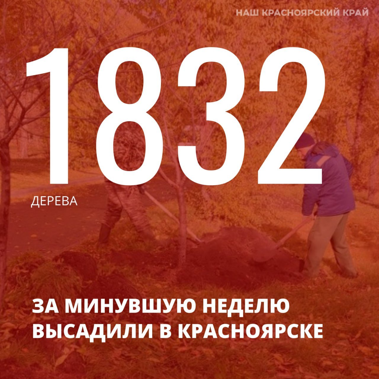 В Красноярске высадили 22 469 деревьев с начала сезона озеленения, включая 1 147 крупномеров на средства от «зеленых облигаций».   За неделю добавилось еще 1 832 дерева на улицах города. Озеленение продолжится до замерзания грунта.   В 2023 году силами добровольцев зеленый фонд Красноярска пополнился на 50 тысяч деревьев.