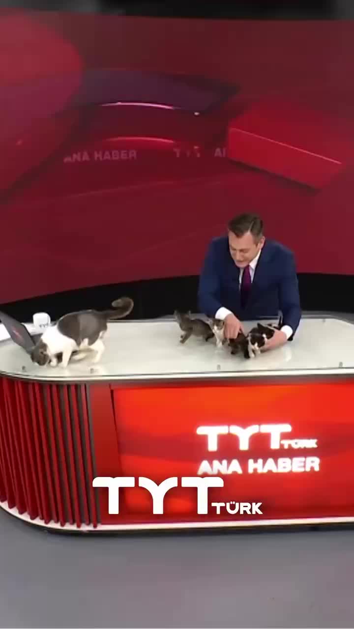 На турецком телевидении показали котят, ищущих дом