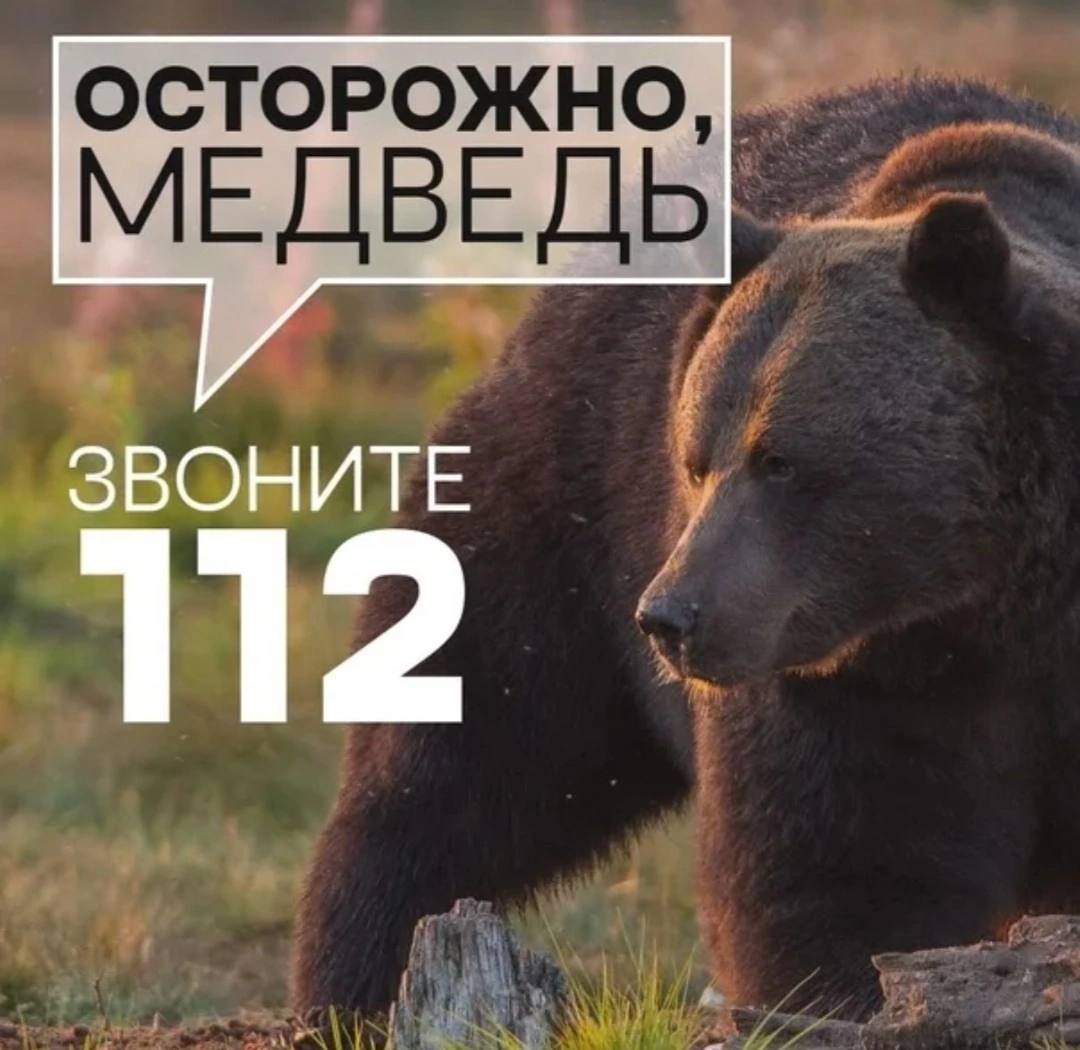 Соблюдайте осторожность! Такое обращение появилось к жителям Любимского округа В окрестностях деревни Обнорское на дороге «Настасьино-Слобода» заметили крупного медведя. «Настоятельно рекомендуем без необходимости не выходите в район, где замечен медведь. Проследите, где находятся ваши дети», — сообщили в единой диспетчерской службе города Любима. Если вдруг вы увидели хищное животное — сообщите о нём по номеру 112. Подписаться Прислать новость