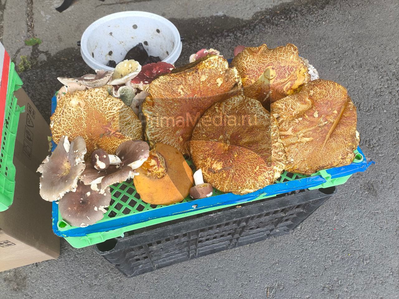 ‍ Во Владивостоке начали продавать первые грибы   На Спортивном рынке уже можно встретить первые предложения — один из продавцов предлагает обабки по 800 рублей за кучку, а в качестве бонуса добавляет несколько сыроежек.    Опытные грибники отмечают, что полноценный грибной сезон ещё впереди — массовый сбор начнётся в августе. Возможно, к тому времени цены станут ниже, и грибы будут доступнее для тех, кто предпочитает покупать их, а не искать в лесу.    PrimaMedia   Прислать новость