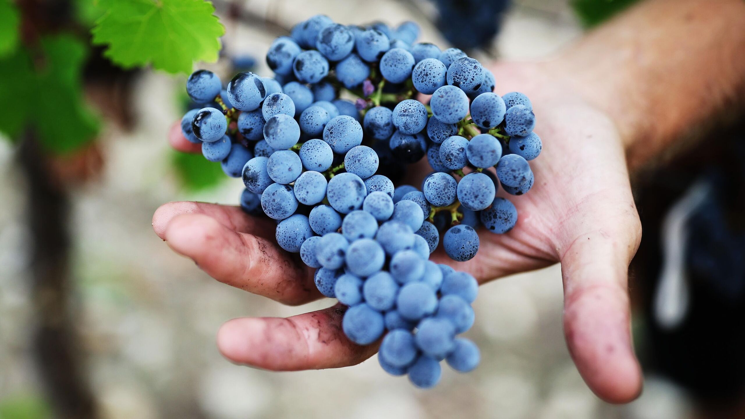 Первые грозди черенок винограда образует через три года после посадки через пять лет начинает активно давать плоды на пятый год ягоду собирают и лишь на следующий год можно продавать готовое вино рассказал РИА Новости замглавы по научной работе ВНИИ пивоваренной безалкогольной и винодельческой промышленности член корреспондент РАН Александр Панасюк Если посадить черенок то первые грозди он образует через 3 года И только через 5 лет виноград начинает обильно плодоносить потому что до этого времени лоза слабенькая На пятый год виноград собирают допустим в сентябре и в январе уже можно вино продавать То есть общий срок составляет больше 5 лет около 6 лет сообщил он Поэтому виноделие продолжил он это не очень выгодный бизнес с долгим сроком окупаемости который сильно зависит от погодных условий Легче посадить капусту или картошку Посадил весной осенью снял продал заработал