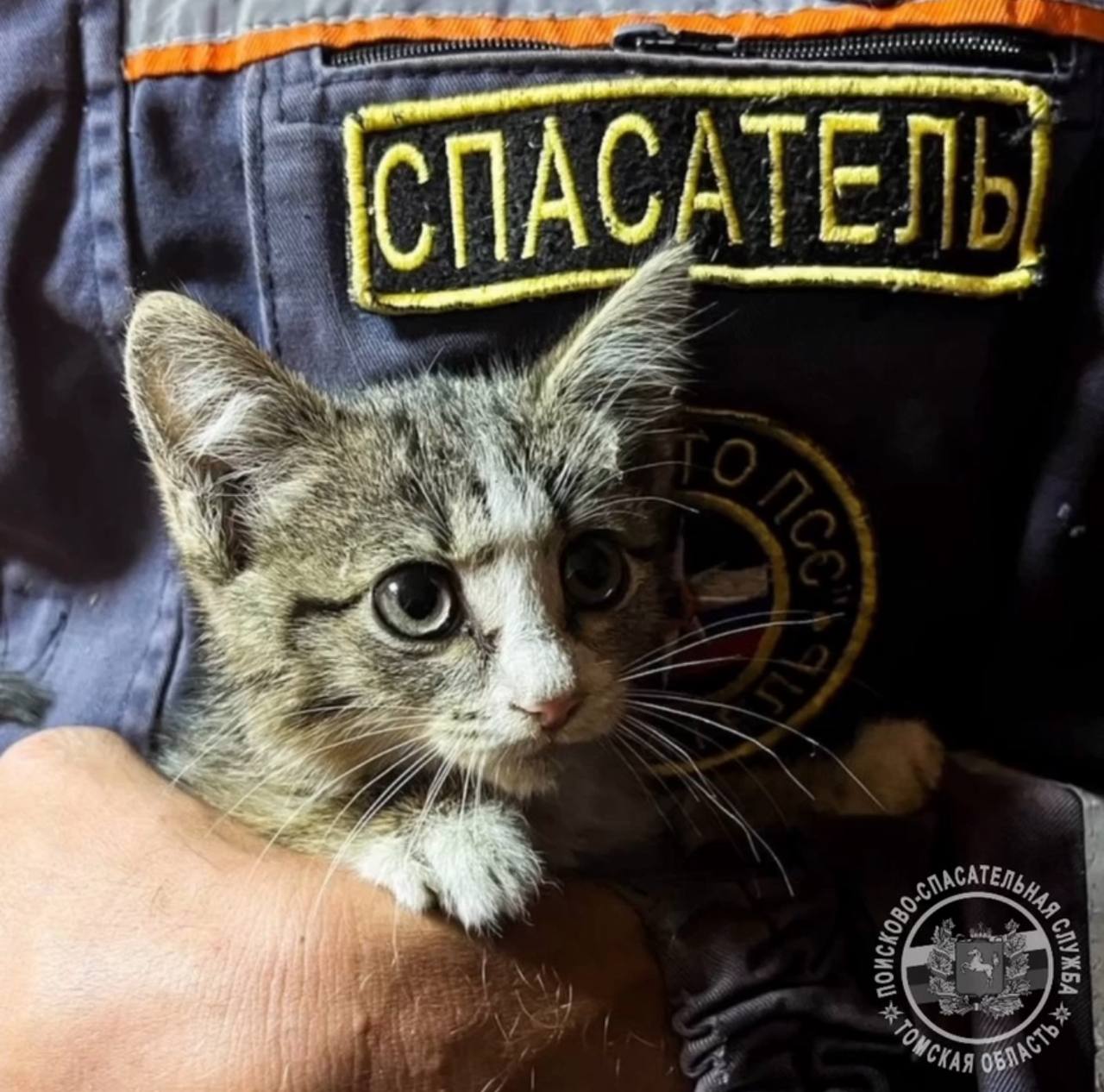 Спасатели ищут хозяев котёнку, которого достали из-под капота автомобиля.   4 августа сотрудники ПСС получили сообщение очевидца о том, что  котёнок забрался под капот автомобиля Lexus.    Животное достали и передали очевидцам, но перед отбытием бригады котёнок вновь юркнул под тот же автомобиль.   «Но на этом его приключения не закончились: едва освободившись, он залез уже под капот другой машины. Поскольку очевидец не мог забрать котенка, спасатели решили не оставлять его на улице и взяли с собой», — говорится в сообщении.   Желающие забрать котёнка могут позвонить по тел. 76-00-46 или 003.