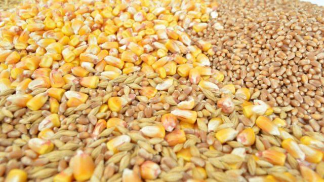 Экспорт кукурузы из Молдовы драматически упал  Экспорт кукурузы из Молдовы резко сократился в сезоне 2024/2025, что подтверждает негативную тенденцию, усиливающуюся уже четыре года подряд, согласно анализу экономиста Юрия Рижи.  С июля 2024 по июнь 2025 года Молдова экспортировала всего 180,7 тыс. тонн кукурузы — на 64,7% меньше, чем в предыдущем сезоне  513 тыс. тонн  и более чем в 9 раз меньше рекордного уровня 2021/2022 годов, когда было поставлено более 1,66 млн тонн, сообщает mybusiness.md.  Средняя экспортная цена составила 4,69 лея/кг, что выше минимального значения в 3,34 лея/кг предыдущего сезона, но ниже уровня 2021–2023 годов, когда цена превышала 4,8 лея/кг. Эта стагнация вместе с постоянно сокращающимся предложением привела к падению экспортной выручки: более 8,1 млрд леев в 2021/2022, 2,5 млрд леев в 2022/2023, 1,7 млрд леев в 2023/2024 и всего 848 млн леев в 2024/2025 году, что составляет 10,4% от доходов маркетингового года 2021/2022.      Подписаться   Смотреть эфир