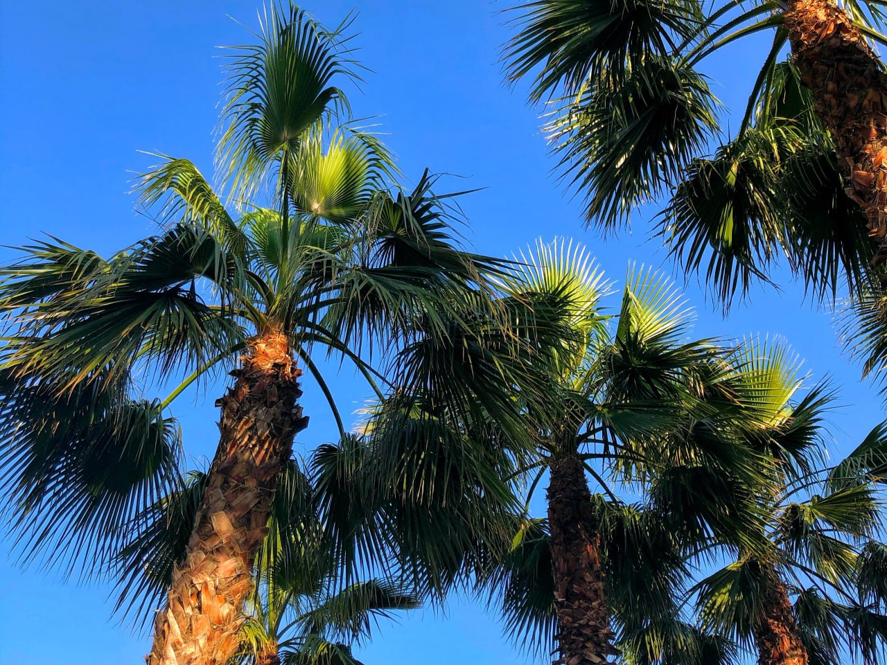 Правительство РФ уточнило территорию курорта федерального значения Сочи С 1 января 2026 года курортом федерального значения признается территория муниципального образования городского округа города курорта Сочи площадью 351 тысяч га Сочи был признан курортом федерального значения в июле 2024 года На тот момент площадь города курорта равнялась 348 8 тысячам га Туризм