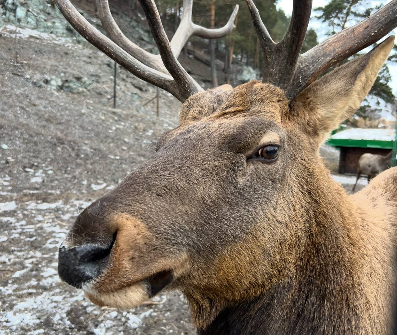 Прокуратура Молчановского района Томской области направила в суд уголовное дело о незаконной охоте на лосей Прокуратура Молчановского района Томской области утвердила обвинительное заключение по уголовному делу в отношении двух местных жителей в возрасте 28 и 32 лет Они обвиняются по ч 2 ст 258 УК РФ незаконная охота По версии следствия в июне 2025 года обвиняемые совместно со знакомым не имея необходимого разрешения осуществили незаконную добычу четырех лосей в запрещенный для охоты на них период Для облегчения поиска животных они использовали вездеход и квадрокоптер Ущерб от противоправных действий составил 960 тыс рублей Вину в содеянном обвиняемые признали причиненный государству ущерб возместили в полном объеме Уголовное дело направлено в Молчановский районный суд Томской области для рассмотрения по существу В отношении третьего фигуранта расследование уголовного дела не завершено