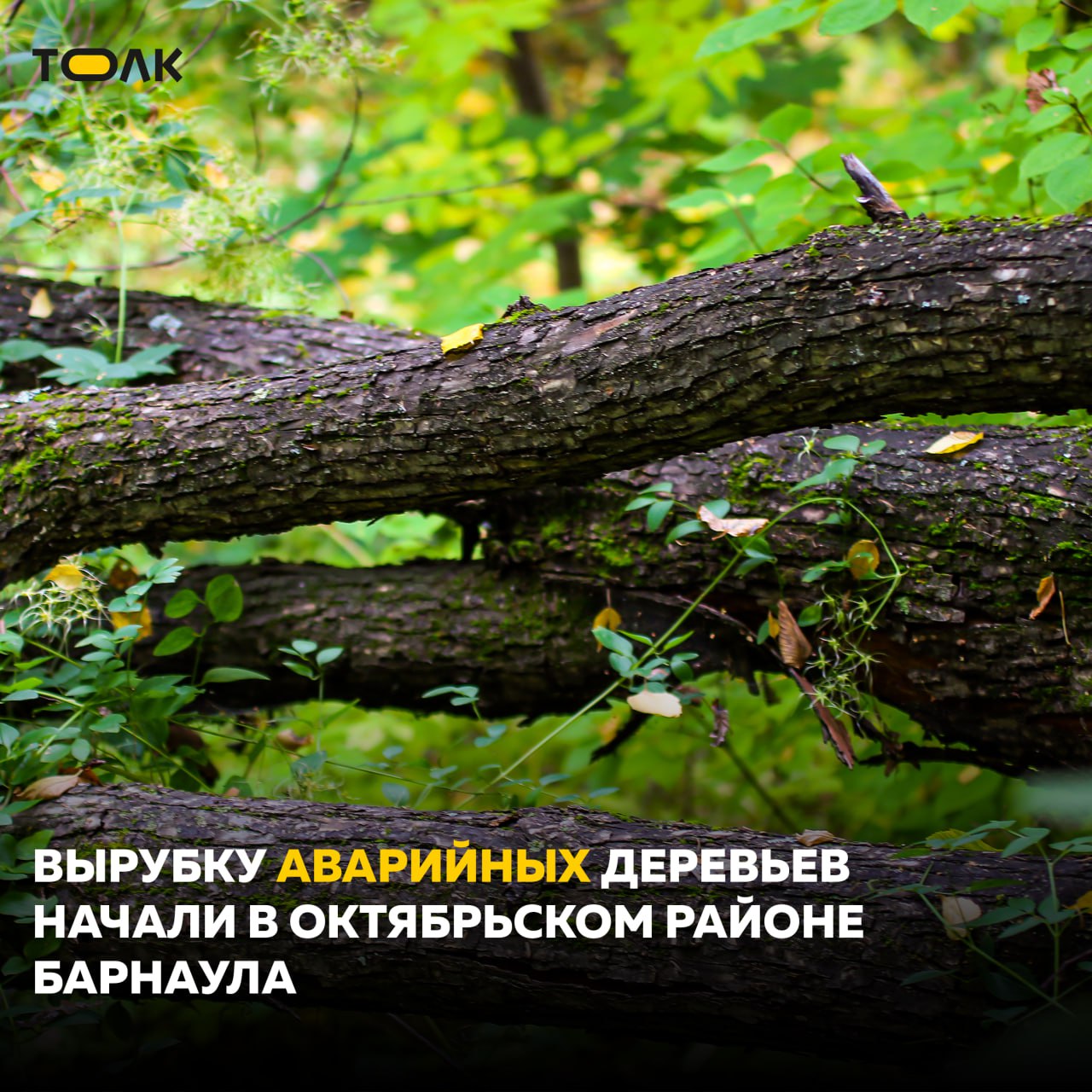 Аварийные деревья начали убирать с улиц Октябрьского района  До конца недели уберут шесть деревьев на улице 4-й Западной в районе зданий № 81 и 83, три дерева снесут на улице Водопроводной в районе домов №104, 132, по два дерева на улице Эмилии Алексеевой, 44 и Петра Сухова, 4. Также аварийные деревья ликвидируют на улицах Чудненко, Глушкова, Тимуровской, 40 лет Октября, Сизова, Цеховой и на многих других участках.  Взамен снесенных деревьев высаживаются новые. Так, в текущем году планируется высадить более 600 деревьев и 1,4 тысячи кустарников. Как уточнили в мэрии города, под снос попадают только аварийные деревья, которые уже не приносят пользу и представляют опасность, их уборка – это необходимая мера.    ТОЛК