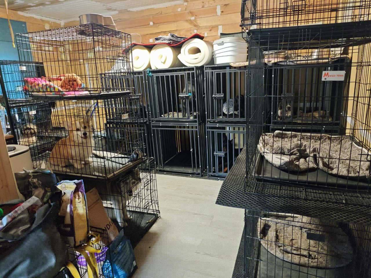 Десятки собак оказались жертвами псевдопередержки под Чеховым В зоогостинице под ключ животных держали в грязных клетках многие были истощены и покрыты ранами Нашли даже ошейники с электрошоком Проверку ведут прокуратура и полиция решается вопрос об уголовном деле Среди пострадавших питомцы блогера Эльдара Джарахова и певицы Моны Хозяева в шоке их любимцы оказались в условиях которые трудно назвать иным словом кроме пытки Москва 2025