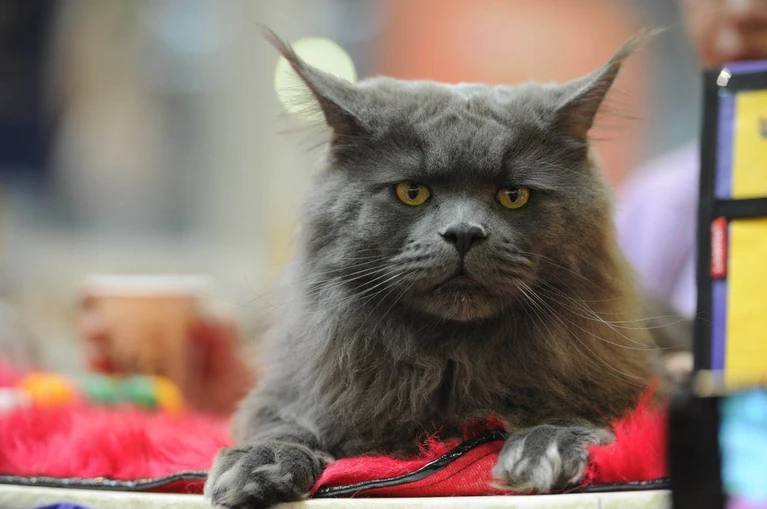 Делить при разводе можно не только диваны и чашки но и животных Именно так и произошло в одном ангарском суде где главным предметом спора стала кошка породы мейн кун История началась 13 лет назад когда женщине подарили породистого котенка Но после расставания супругов кошка осталась жить с бывшим мужем Спустя три года хозяйка вдруг вспомнила о своем подарке и решила Верните мою кошку Мужчина естественно был против Она здесь привыкла мы прекрасно ладим я ее кормлю и лечу К тому же по его словам за все это время никаких претензий от бывшей не поступало Женщина настаивала Кошку дарили мне значит она моя У меня теперь отличные условия Во время изучения дела оказалось что доказательств будто кошку покупали на общие деньги супругов нет А раз подарок был адресован лично ей то и животное принадлежит ей одной В итоге суд постановил кошку хозяйке а судебные издержки ее экс супругу Фото Михаил ФРОЛОВ