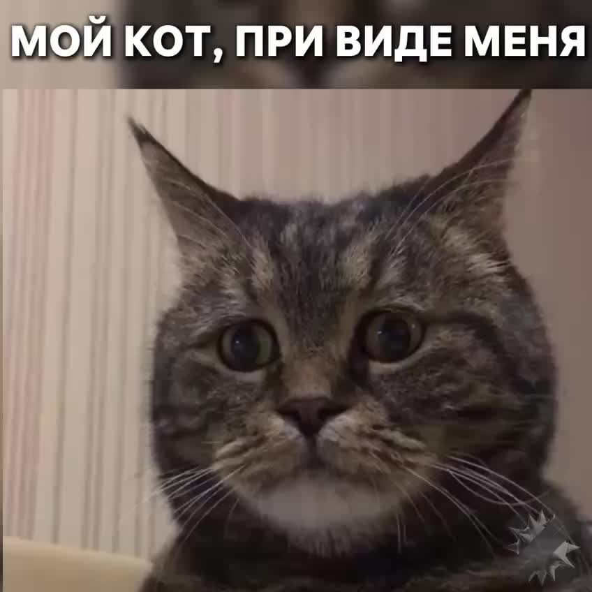 Стресс хозяев влияет на психическое здоровье кошек, зоопсихологи рекомендуют меры