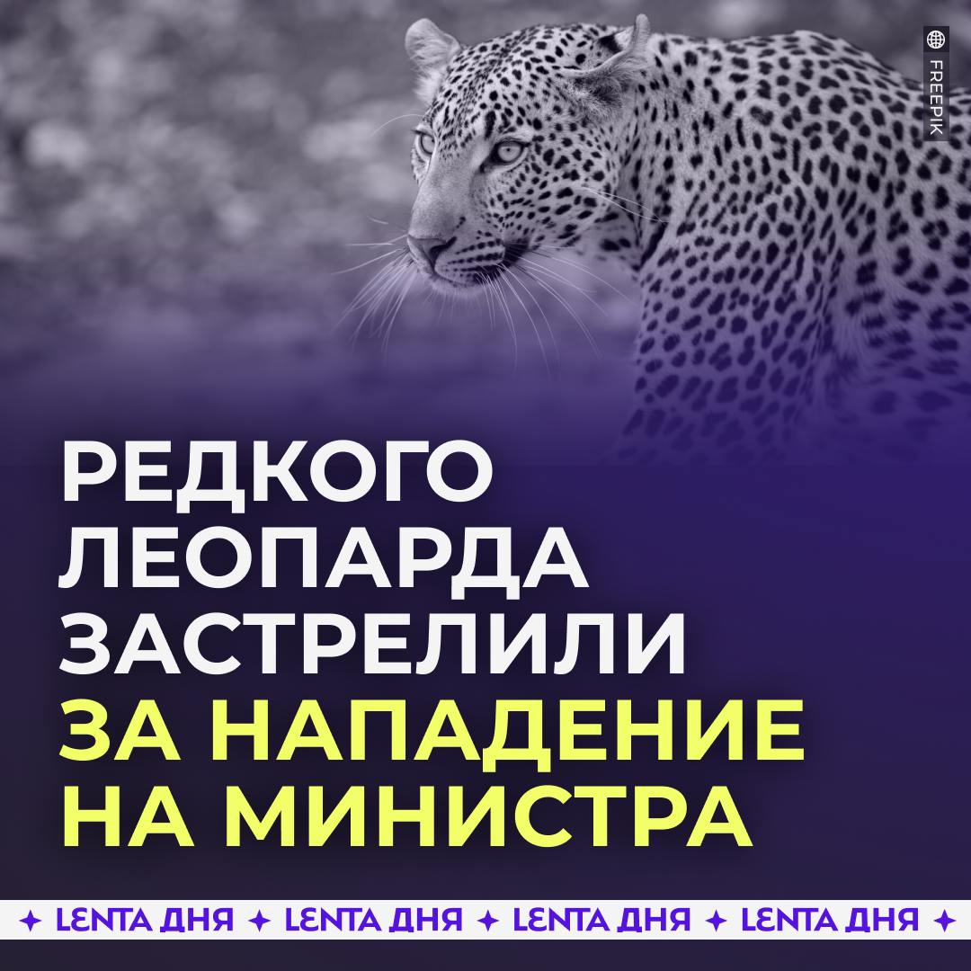 Редкого леопарда застрелили за попытку нападения на министра.  Летом леопарда по кличке Терек планировали выпустить в природном парке в Адыгее. На торжественную церемонию приехал министр экологии Александр Козлов и множество сотрудников.  В один момент Терек побежал в сторону министра. Вооружённая охрана и инспекторы заповедника попытались отпугнуть зверя, стреляя в воздух, а затем застрелили леопарда.  Специалисты Экспертного совета по заповедному делу просят власти выяснить, кто отвечал за решение о месте выпуска, были ли учтены все необходимые меры, был ли выпуск согласован со специалистами. Но за несколько месяцев проверку так и не провели