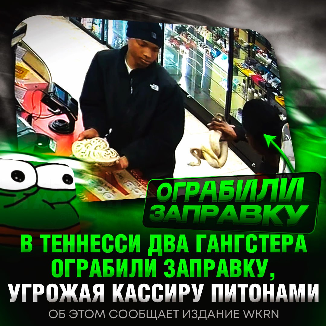 НОВОСТЬ ДНЯ! В Теннесси два гангстера ограбили заправку, угрожая кассиру питонами  Они зашли в магазин с двумя змеями, положили на прилавок, пугая продавца, и украли масло с каннабисом за $400.    — АХАХАХАХАХА, ЭТИ РЕБЯТА ПРОСТО ГЕНИИ   — видимо, на другое оружие денег не хватило    Рифмы и Морген